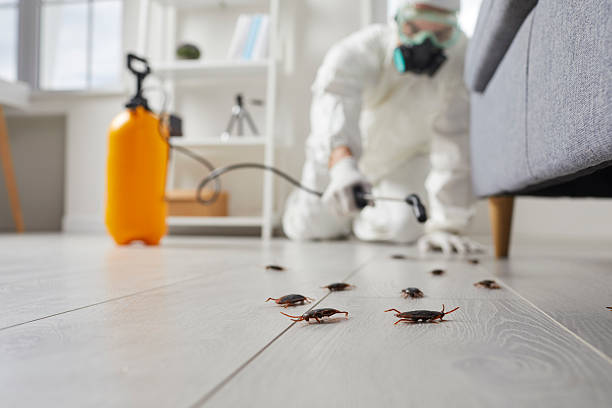 Commercial Rodent Management in Mayville